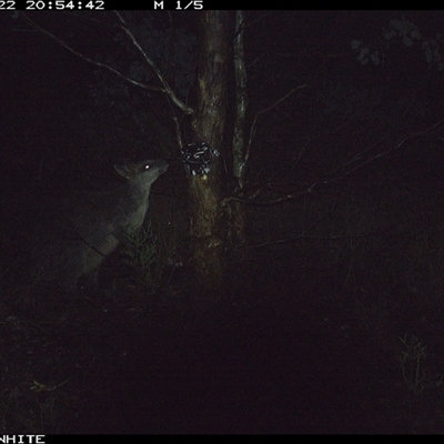 Wallabia bicolor (Swamp Wallaby) at Crowther, NSW - 22 May 2025 by Frecko