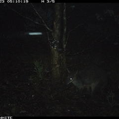 Wallabia bicolor (Swamp Wallaby) at Crowther, NSW - 23 May 2025 by Frecko