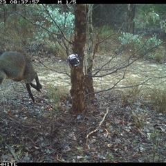 Wallabia bicolor (Swamp Wallaby) at Crowther, NSW - 23 May 2025 by Frecko