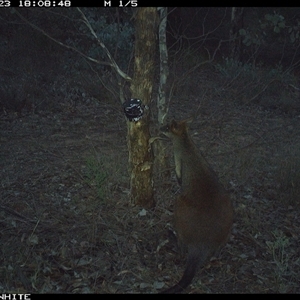 Wallabia bicolor (Swamp Wallaby) at Crowther, NSW - 23 May 2025 by Frecko