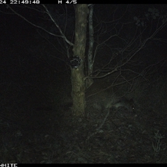 Wallabia bicolor (Swamp Wallaby) at Crowther, NSW - 24 May 2025 by Frecko