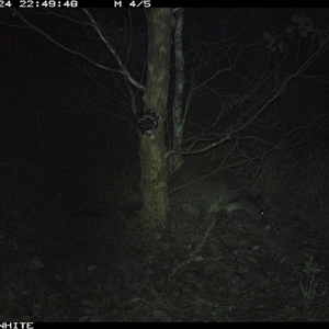 Wallabia bicolor (Swamp Wallaby) at Crowther, NSW - 24 May 2025 by Frecko