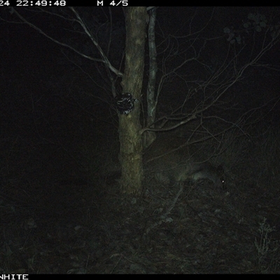 Wallabia bicolor (Swamp Wallaby) at Crowther, NSW - 24 May 2025 by Frecko