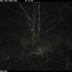 Wallabia bicolor (Swamp Wallaby) at Crowther, NSW - 28 May 2025 by Frecko