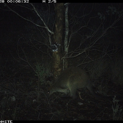 Wallabia bicolor (Swamp Wallaby) at Crowther, NSW - 28 May 2025 by Frecko