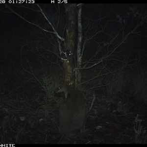 Wallabia bicolor (Swamp Wallaby) at Crowther, NSW - 28 May 2025 by Frecko