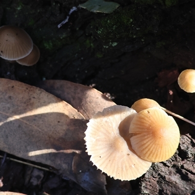 Unverified Cap on a stem; gills below cap [mushrooms or mushroom-like] at Wodonga, VIC - 30 Jun 2025 by KylieWaldon