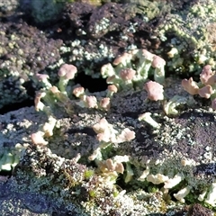 Unverified Lichen, Mosses, Liverworts & Horworts or other Bryophyte at Wodonga, VIC - 30 Jun 2025 by KylieWaldon