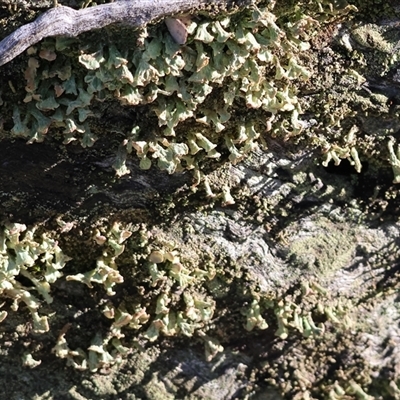 Unverified Lichen, Mosses, Liverworts & Horworts or other Bryophyte at Wodonga, VIC - 30 Jun 2025 by KylieWaldon
