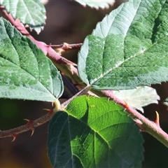 Rubus anglocandicans (Blackberry) at Wodonga, VIC - 30 Jun 2025 by KylieWaldon