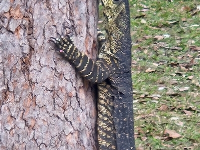 Varanus varius at Noosa North Shore, QLD - Today by AaronClausen