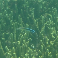 Labroides dimidiatus at Palm Island, QLD - 5 Sep 2023 by LauraBailey