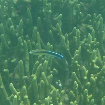 Labroides dimidiatus at Palm Island, QLD - 5 Sep 2023 by LauraBailey