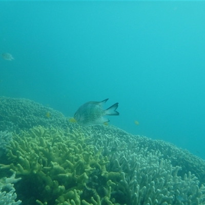 Unverified Marine Fish Uncategorised at Palm Island, QLD - 6 Sep 2023 by LauraBailey