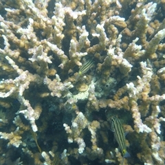 Unverified Marine Fish Uncategorised at Palm Island, QLD - 4 Sep 2023 by LauraBailey