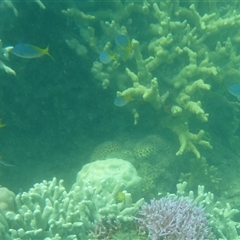 Caesio teres (Blue Fusilier) at Palm Island, QLD - 6 Sep 2023 by LauraBailey