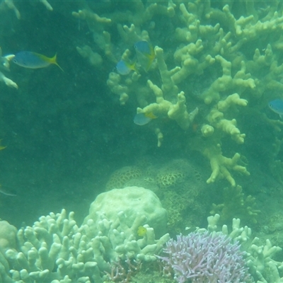 Caesio teres (Blue Fusilier) at Palm Island, QLD - 6 Sep 2023 by LauraBailey