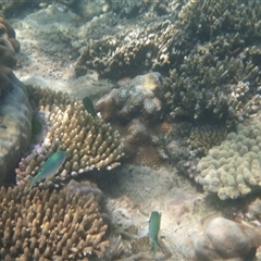 Chromis viridis (Blue-green Puller) at Palm Island, QLD - 5 Sep 2023 by LauraBailey