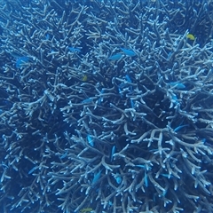 Chromis viridis (Blue-green Puller) at Undefined - 14 Jul 2024 by LauraBailey
