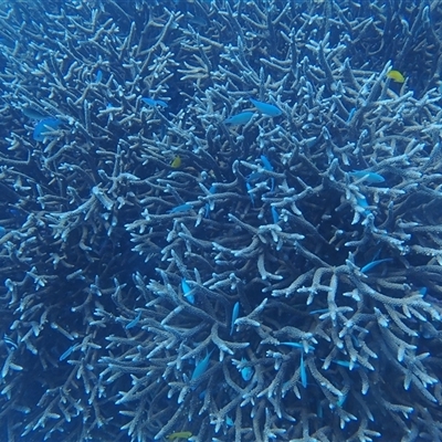Chromis viridis (Blue-green Puller) at Undefined - 14 Jul 2024 by LauraBailey