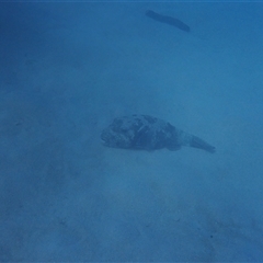 Unverified Marine Fish Uncategorised at Undefined - 14 Jul 2024 by LauraBailey
