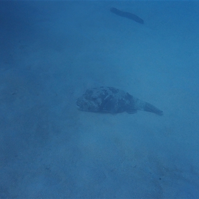 Unverified Marine Fish Uncategorised at Undefined - 14 Jul 2024 by LauraBailey