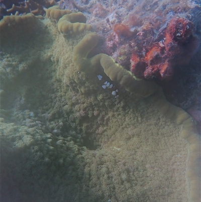 Unverified Lobster, Bug at Undefined - 14 Jul 2024 by LauraBailey
