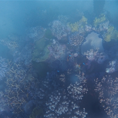 Amphiprion melanopus (Blackback Anemonefish) at Undefined - 14 Jul 2024 by LauraBailey