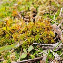 Unverified Moss, Liverwort or Hornwort at Hawker, ACT - Today by sangio7