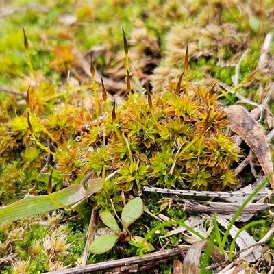 Unverified Moss, Liverwort or Hornwort at Hawker, ACT - Today by sangio7