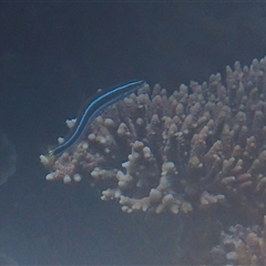 Unverified Marine Fish Uncategorised at Undefined - 14 Jul 2024 by LauraBailey