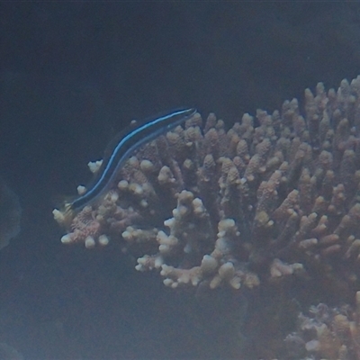 Unverified Marine Fish Uncategorised at Undefined - 14 Jul 2024 by LauraBailey
