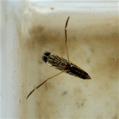 Notonectidae (family) at Forde, ACT - 3 Jul 2025 by davidcunninghamwildlife