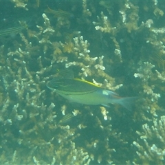Scolopsis bilineata (Two-line Monocle Bream) at Palm Island, QLD - 4 Sep 2023 by LauraBailey