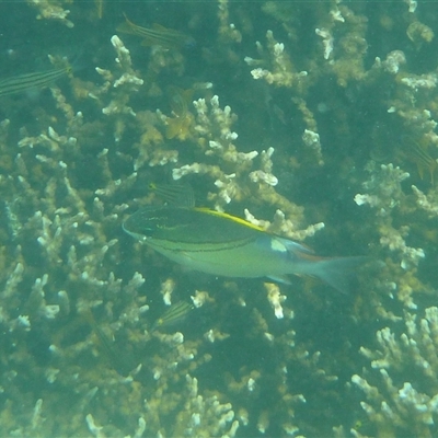 Scolopsis bilineata (Two-line Monocle Bream) at Palm Island, QLD - 4 Sep 2023 by LauraBailey