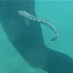 Unverified Marine Fish Uncategorised at Palm Island, QLD - 6 Sep 2023 by LauraBailey