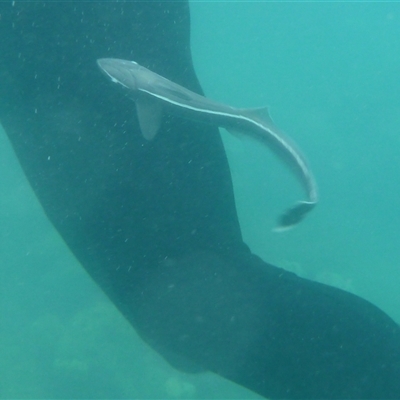 Unverified Marine Fish Uncategorised at Palm Island, QLD - 6 Sep 2023 by LauraBailey