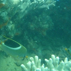 Chaetodon ephippium (Saddle Butterflyfish) at Palm Island, QLD - 6 Sep 2023 by LauraBailey