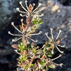 Pomax umbellata at Tharwa, ACT - Yesterday by JaneR