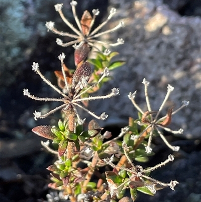 Pomax umbellata at Tharwa, ACT - Yesterday by JaneR