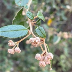 Pomaderris betulina at Tharwa, ACT - Yesterday by JaneR