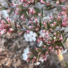 Leucopogon virgatus at Tharwa, ACT - Yesterday by JaneR