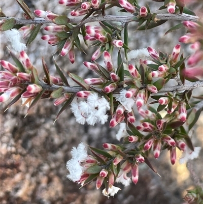Leucopogon virgatus at Tharwa, ACT - Yesterday by JaneR