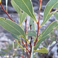 Acacia penninervis (Mountain Hickory) at Tharwa, ACT - 4 Jul 2025 by JaneR