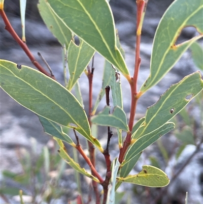 Acacia penninervis (Mountain Hickory) at Tharwa, ACT - 4 Jul 2025 by JaneR