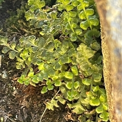 Asplenium subglandulosum at Tharwa, ACT - 4 Jul 2025 by JaneR