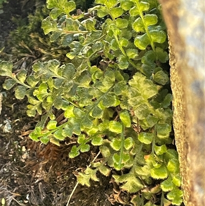 Asplenium subglandulosum at Tharwa, ACT - 4 Jul 2025 by JaneR