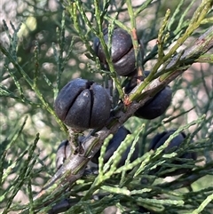 Callitris endlicheri (Black Cypress Pine) at Tharwa, ACT - 4 Jul 2025 by JaneR