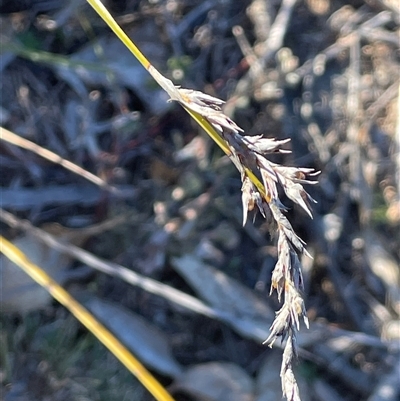 Lepidosperma laterale (Variable Sword Sedge) at Tharwa, ACT - 4 Jul 2025 by JaneR