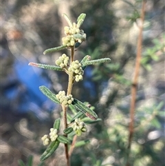 Pomaderris angustifolia at Tharwa, ACT - 4 Jul 2025 by JaneR
